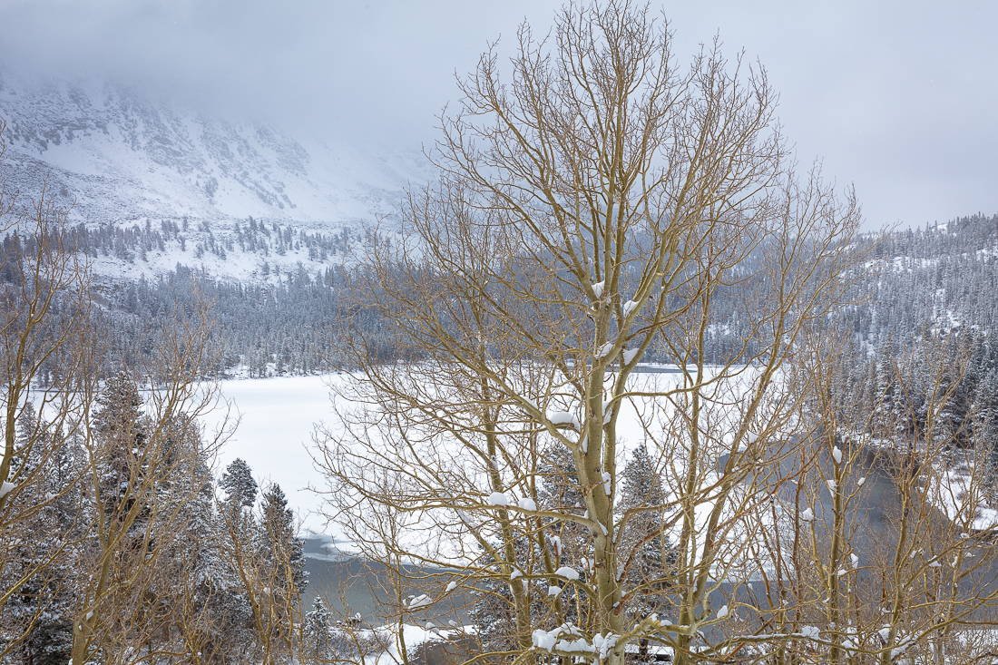 Spring in the Sierra